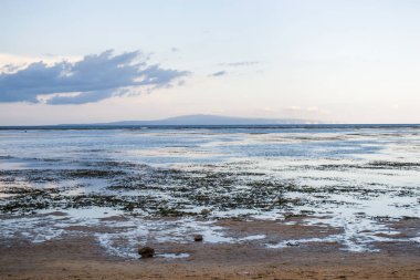 parlak yeşil çimen