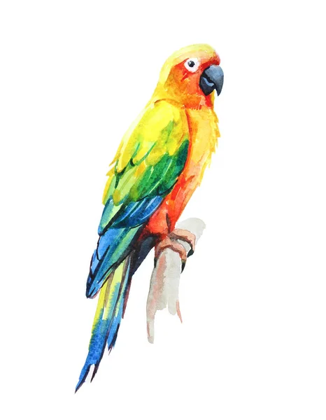 Sun Conure papuga, akwarela ilustracja na białym tle — Zdjęcie stockowe