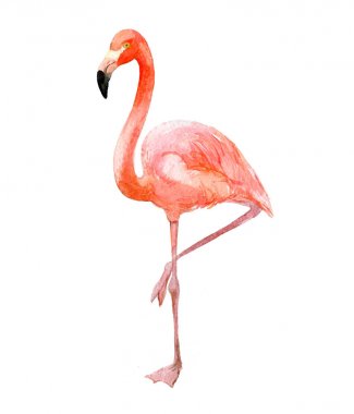 Pembe flamingo, beyaz, suluboya illüstrasyon izole 
