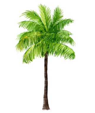Palmiye ağacı, beyaz, suluboya illüstrasyon izole 
