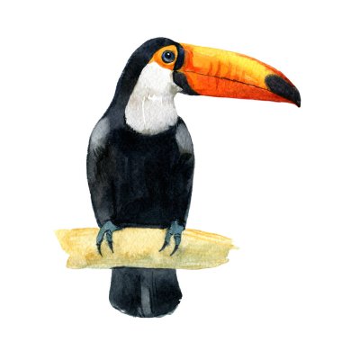 Toucan kuş, beyaz, suluboya illüstrasyon izole