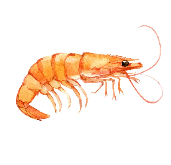 Shrimp isolated on white, watercolor illustration — Stock Photo, Image