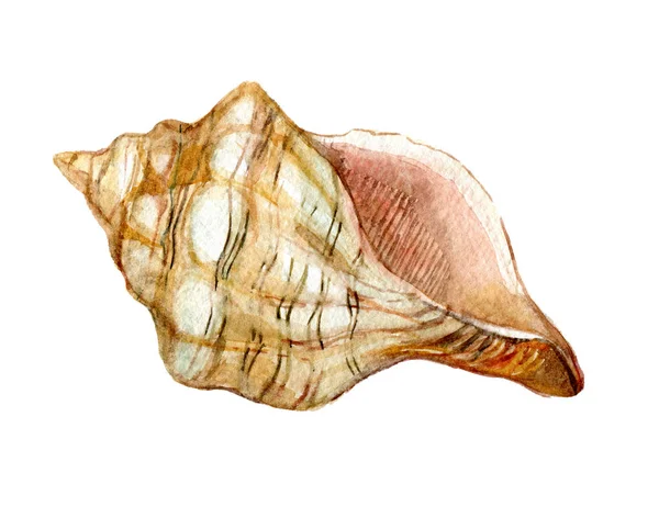 Coquille Isolée Sur Fond Blanc Illustration Aquarelle — Photo