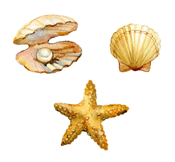 Uppsättning Snäckor Sjöstjärnor Shell Med Pärla Isolerade Vit Bakgrund Akvarell — Stockfoto