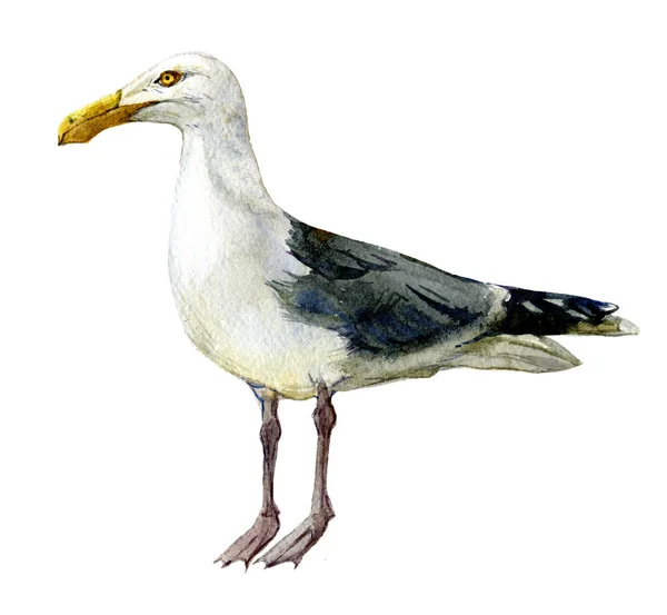 Gull Isolated White Background Watercolor Illustration — Stock Photo, Image