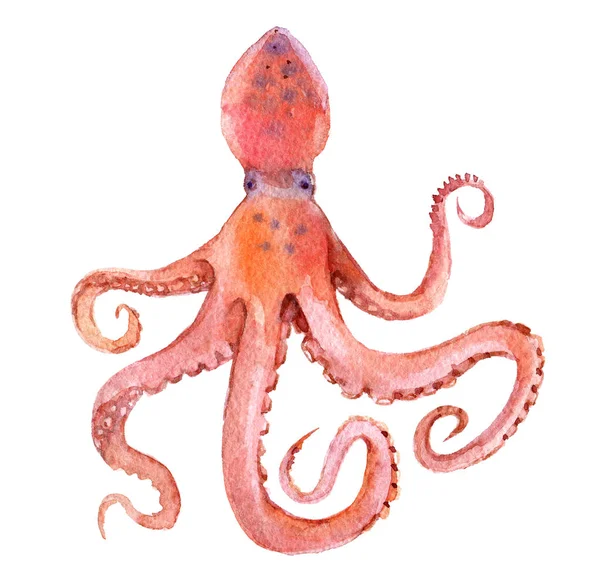 Pulpo Aislado Sobre Fondo Blanco Acuarela Ilustración —  Fotos de Stock