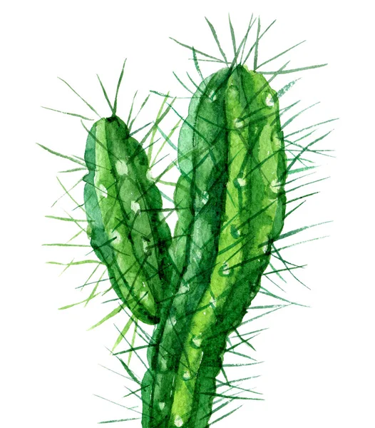 Akvarell Kaktusz Elszigetelt Fehér Háttér — Stock Fotó
