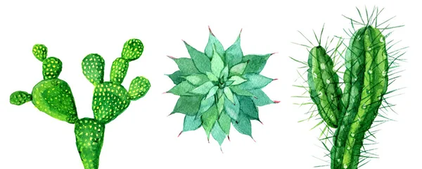 Ensemble Cactus Isolé Sur Fond Blanc Illustration Aquarelle — Photo