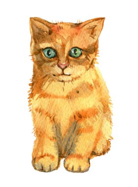 Beyaz arka plan üzerinde suluboya illüstrasyon izole kırmızı kedi yavrusu