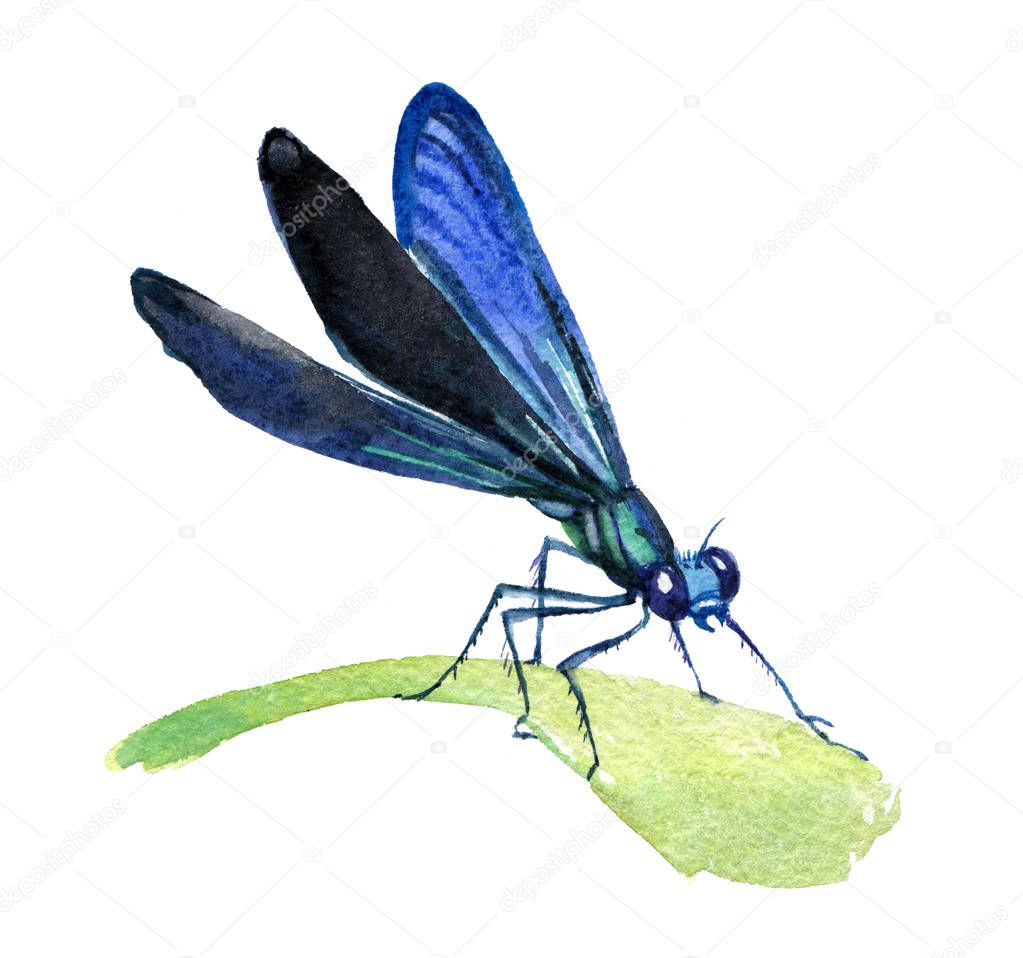 Dragonfly isolated on white background, watercolor illustration  