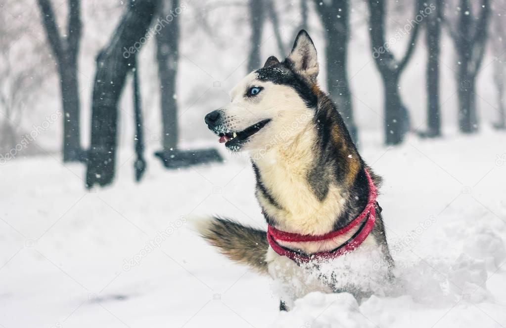 Dog playing in snow