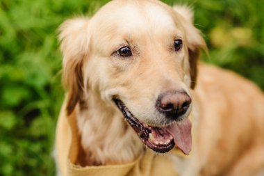 yeşil zemin üzerine kırmızı köpek Labrador