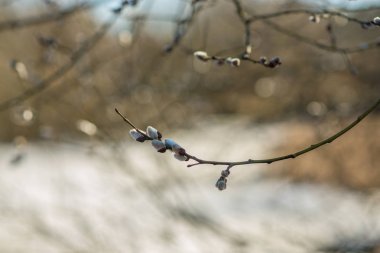 kedi-söğüt ağacı gökyüzü