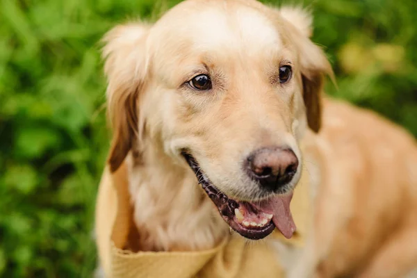 yeşil zemin üzerine kırmızı köpek Labrador