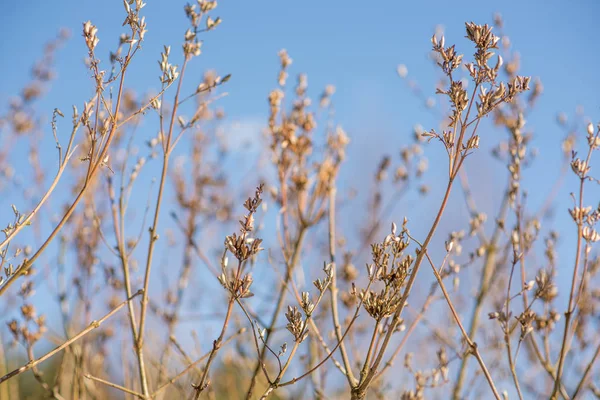 Germogli di rami di albero primaverile — Foto Stock