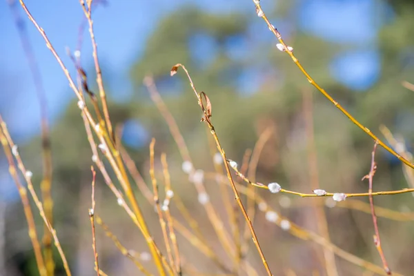 Figa-salice cielo albero — Foto Stock