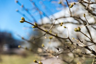 şişmiş tomurcuklu bir şube