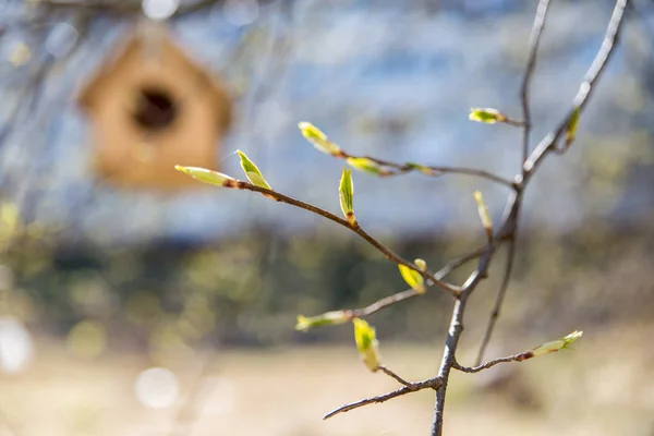 Dřevěná ptačí budka na stromě — Stock fotografie