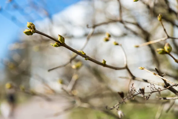 Une branche avec des bourgeons gonflés — Photo