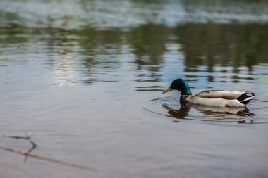 yaz ördeği gölde yüzüyor