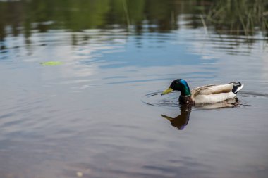yaz ördeği gölde yüzüyor