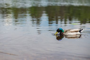 yaz ördeği gölde yüzüyor