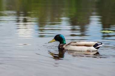 yaz ördeği gölde yüzüyor