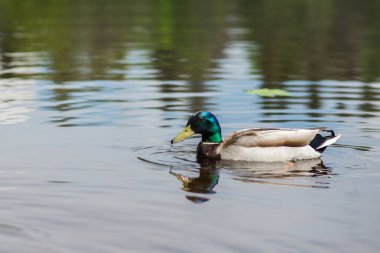 yaz ördeği gölde yüzüyor