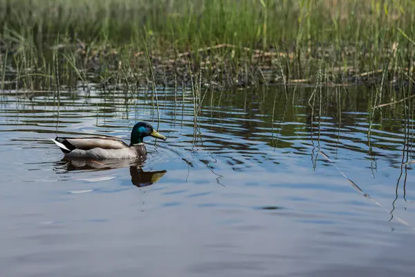 Summer duck swims in the pond — Stock Photo, Image