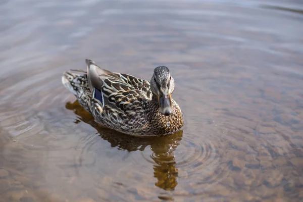 Summer duck swims in the pond — Stock Photo, Image