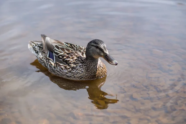 Pato de verano nada en el estanque — Foto de Stock