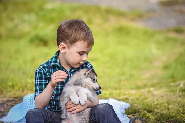 husky köpek yavrusu çocukla