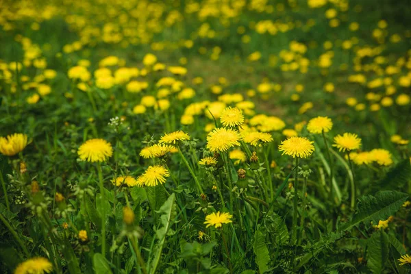 Желтые одуванчики в траве — стоковое фото