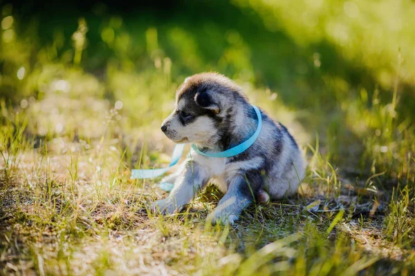 Köpek yavrusu husky oturma çimenlerin üzerinde — Stok fotoğraf
