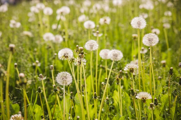 Olgun beyaz dandelions yeşil çayır üzerinde