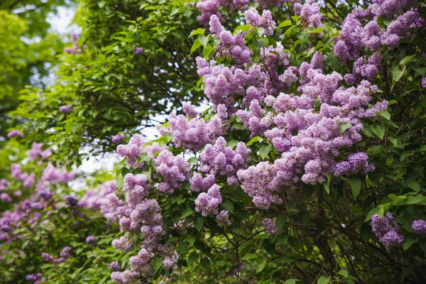 Flores Lila Sobre Fondo Verde — Foto de Stock