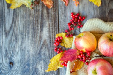 ahşap doku ile Kırmızı Rowan üzerinde kırmızı sarı elmalar