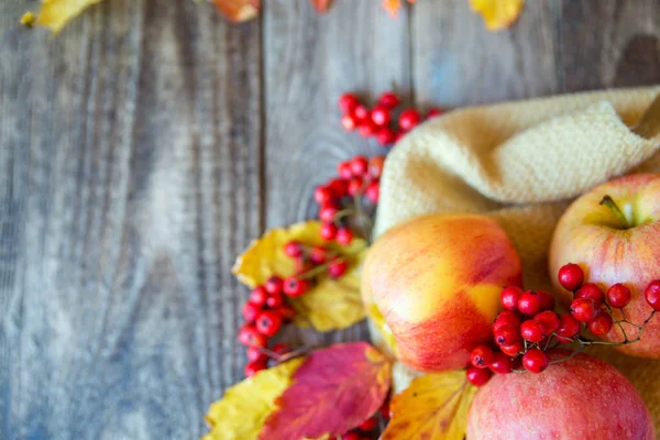 ahşap doku ile Kırmızı Rowan üzerinde kırmızı sarı elmalar