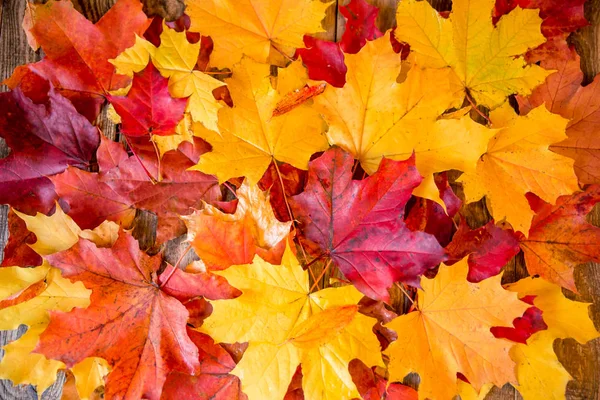 Veel Gele Rode Herfstbladeren — Stockfoto