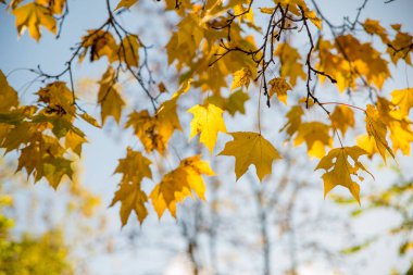 bir ağaç dalı gökyüzü üzerinde sarı sonbahar yaprakları