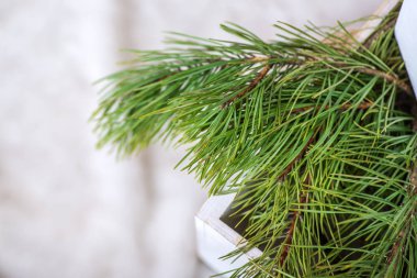 çam yeşili dallar beyaz arkaplanı kapatır