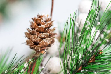 Çam kozalağı ve kök dalları makro