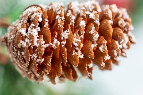 Pine cone with fir branches macro — Stock Photo, Image