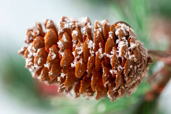 Cône de pin avec branches de sapin macro — Photo