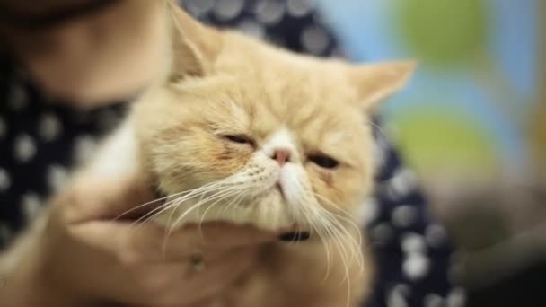 Азиатка, играющая в сиамского бежевого кота. У кота смешное лицо. — стоковое видео