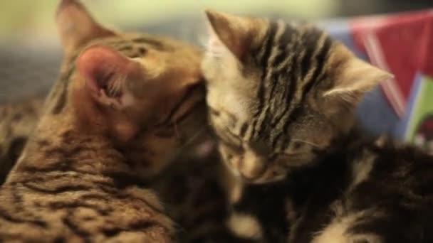 Un gato con coloración de leopardo cuida de otro gato. Lo lava. Gatos dormilones — Vídeos de Stock