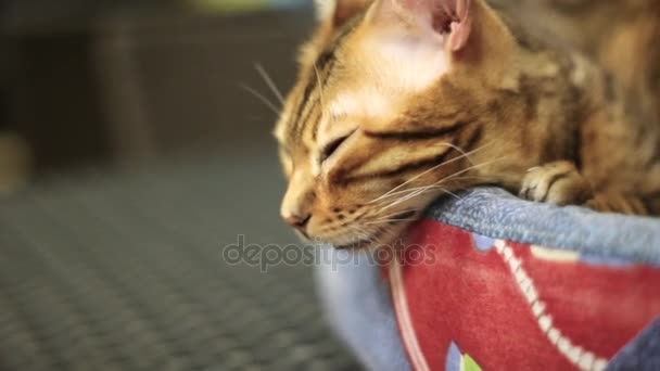 Bruine kat slaapt, bungelen zijn hoofd van het bed voor huisdieren — Stockvideo