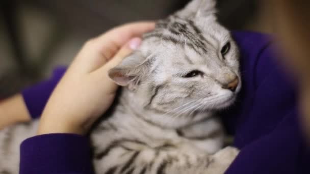 Çocuk düşen bir uykuya Gri kedi sıvazlar. Kedi rahat. Bir kedi yakın çekim yüz — Stok video