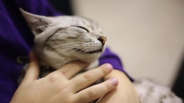 Дитина інсультує засинаючого сірого кота. Кіт розслабився. Обличчя кішки крупним планом — стокове відео