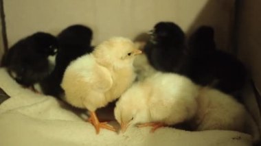 Son zamanlarda taranmış, hala ıslak, bilinçsiz, sarı ve siyah yeni doğan civciv kuluçka. Zevkinize tutkucun dışarı her şeyi deneyin. Onlar tekme.